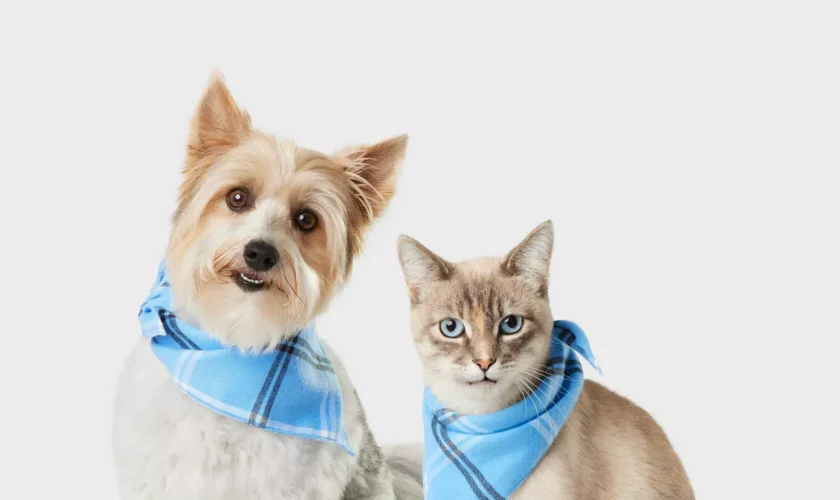 Matching dog and cat collars