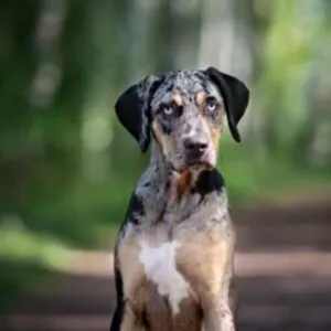 border collie and catahoula mix