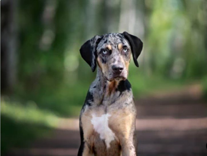 border collie and catahoula mix