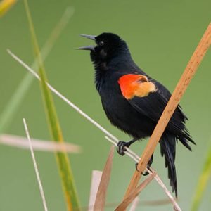 black birds in Michigan