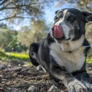 German Shepherd and Dalmatian Mix