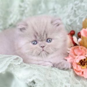 lilac Persian cat