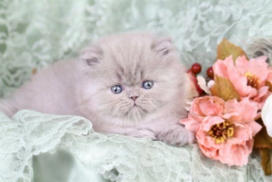 lilac Persian cat