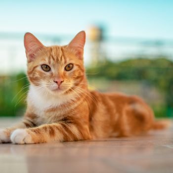 Orange Tabby American Bobtail