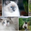 retired ragdoll cats for adoption