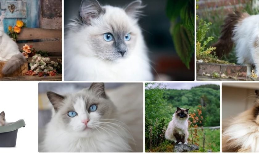 retired ragdoll cats for adoption