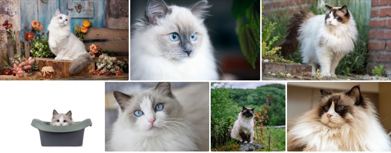 retired ragdoll cats for adoption