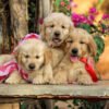 Golden Retriever Puppies for Sale at $200