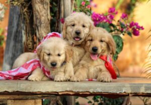 Golden Retriever Puppies for Sale at $200