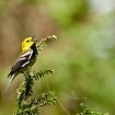 yellow birds in nc