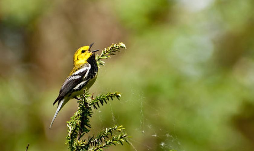 yellow birds in nc