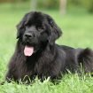 newfoundland dog origin