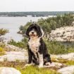 Portuguese Water Dog Adoption