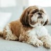 Why Shih Tzu Are The Worst Dog