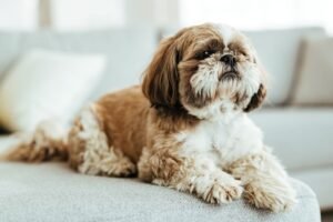 Why Shih Tzu Are The Worst Dog