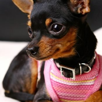 are miniature pinscher good dogs