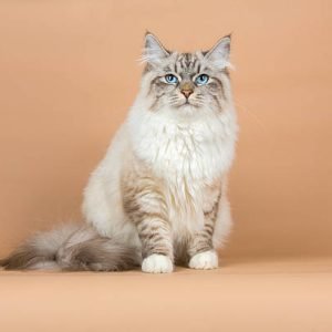 colors of Siberian cats