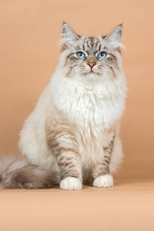 colors of Siberian cats