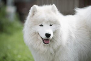 Samoyed Husky Mixes