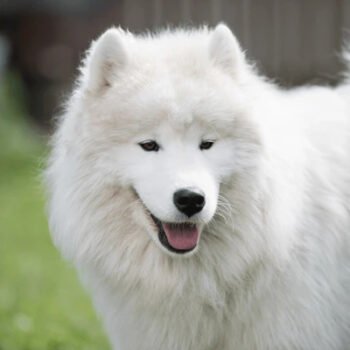 Samoyed Husky Mixes