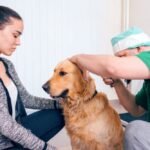 How to Clean Dog Ears at Home Naturally