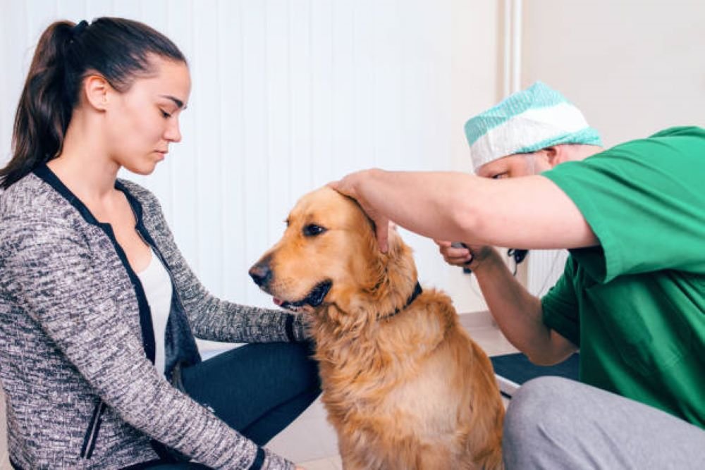 How to Clean Dog Ears at Home Naturally