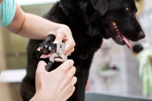 Tips for cutting black dog nails at home