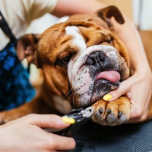 How to Cut Dog Nails that are Black