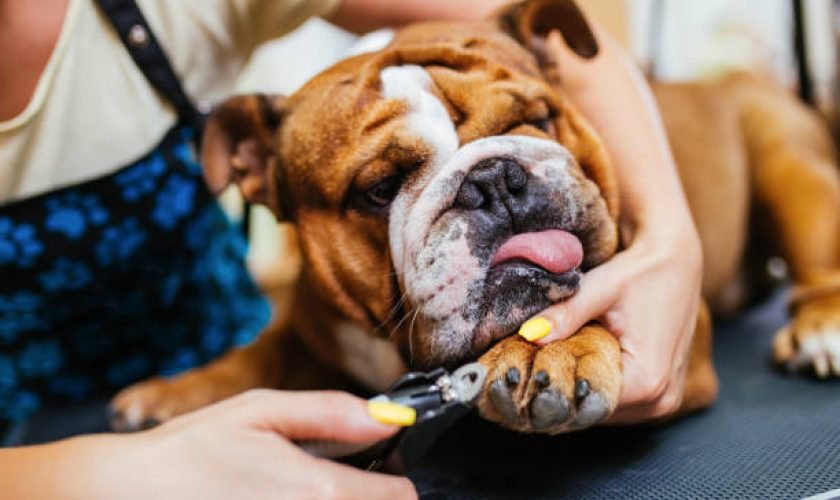 How to Cut Dog Nails that are Black