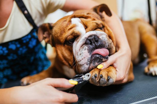 How to Cut Dog Nails that are Black