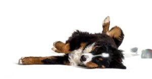 Why Is My Dog Acting Weird?