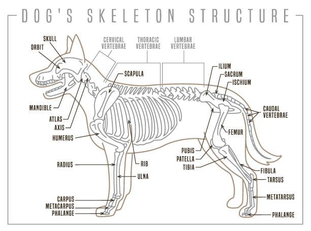 dog skeleton structure