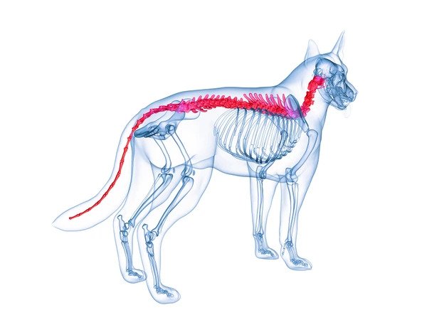 Dog Spine