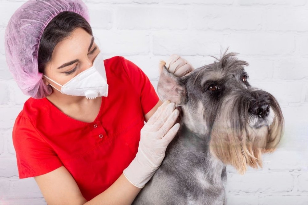 How to Clean Your Dog's Ears with Olive Oil