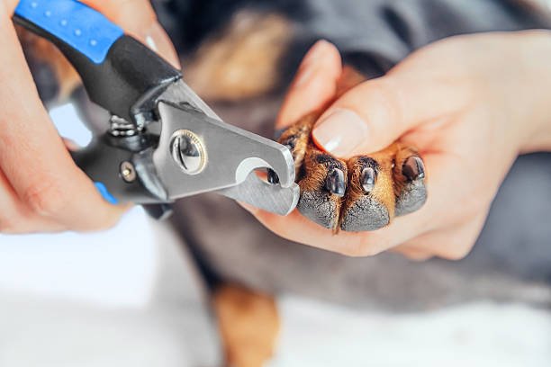 How to cut dog nails that are hard to see