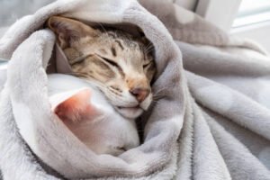 cats get cold