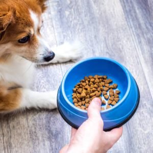 Best Dog Food for Sensitive Skin