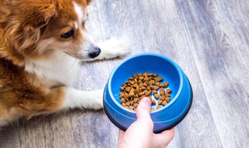 Best Dog Food for Sensitive Skin