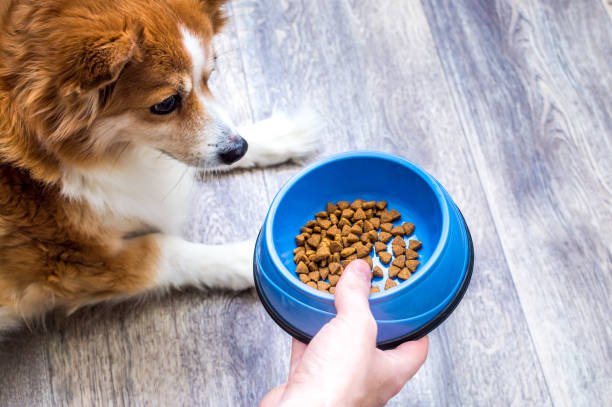 Best Dog Food for Sensitive Skin