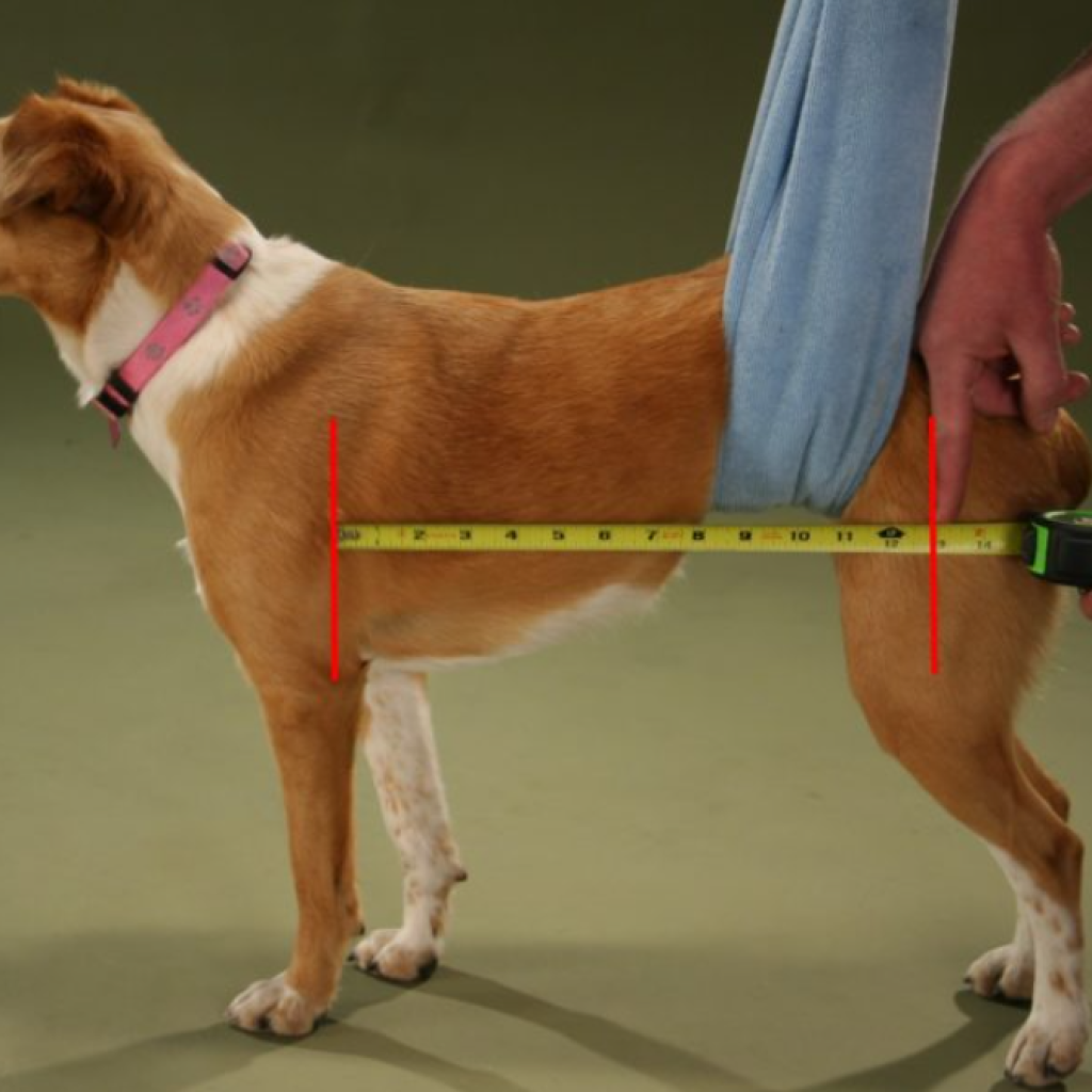 Accurate dog height measurement