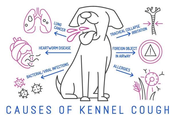 kennel cough in dog