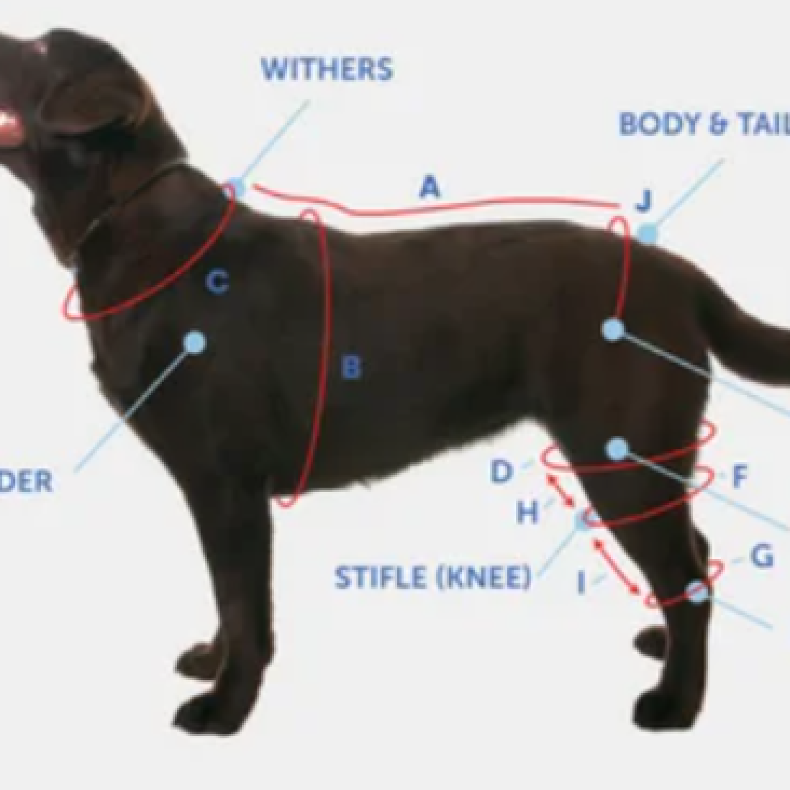 Dog height measurement guide