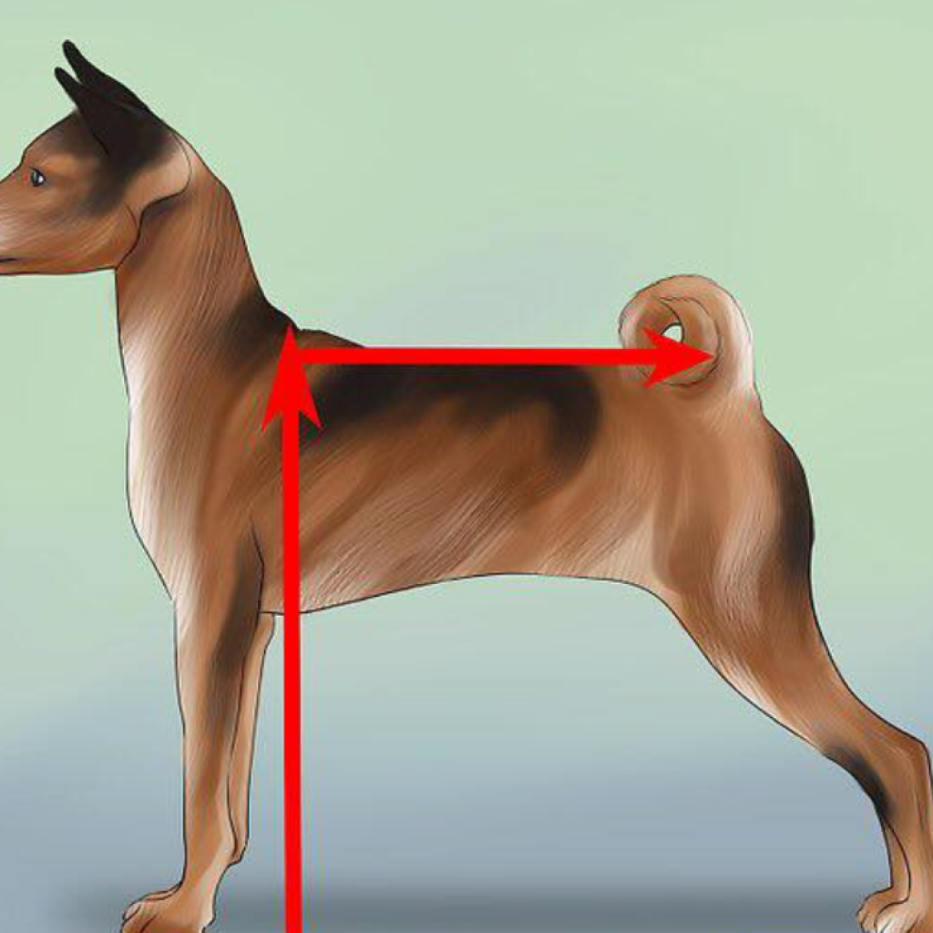 Measuring withers in dogs