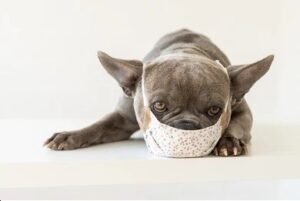 What is Bordetella in Dogs?