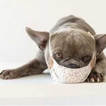 What is Bordetella in Dogs?