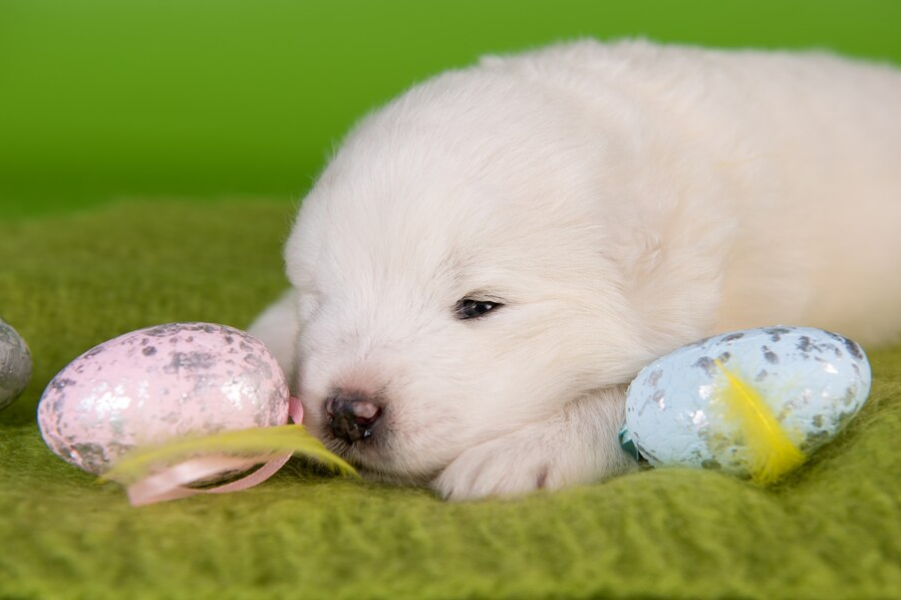 benefits of egg shell for dogs