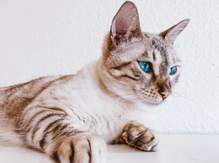 bengal cat with blue eyes