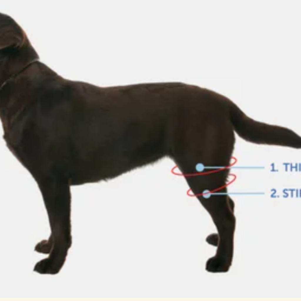 how to calculate dog height