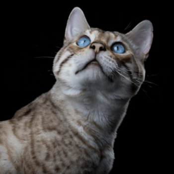 snow lynx bengal cat