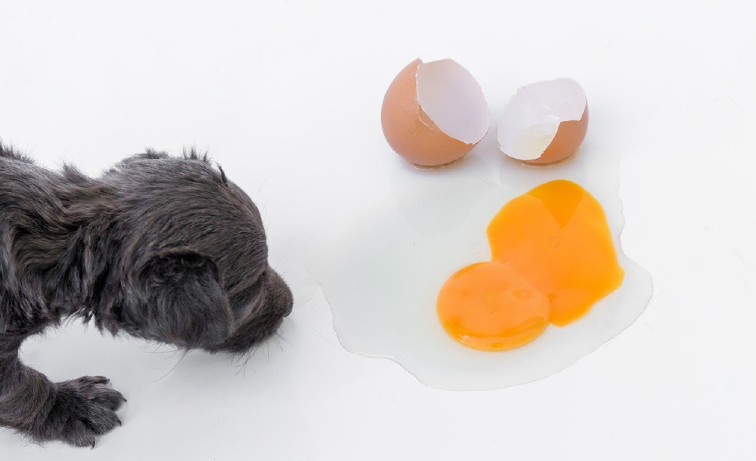 Can dogs eat eggshells